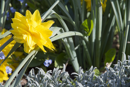 五月的我摄影照片_五月花坛里的黄色水仙花和勿忘我
