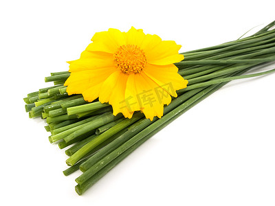 春天韭菜摄影照片_新鲜的韭菜和黄色的花