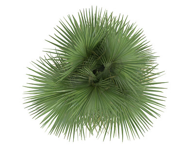 扇形抽奖摄影照片_沙漠扇形棕榈或 Washingtonia filifera