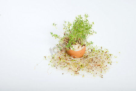 金花菜水芹百合摄影照片_新鲜的苜蓿芽和春天的复活节彩蛋