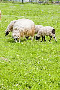 波斯尼亚和黑塞哥维那草地上的羊