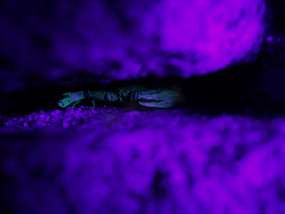 紫外线下的蝎子在岩石中保持警惕