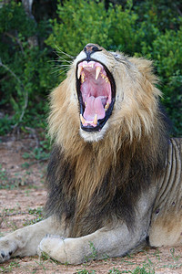 狮子张着嘴露出牙齿