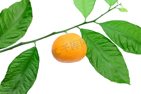 橘子背景摄影照片_白色背景树枝上的橘子