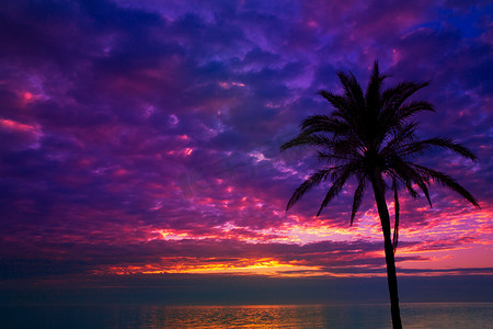 在地中海的日落日出棕榈树