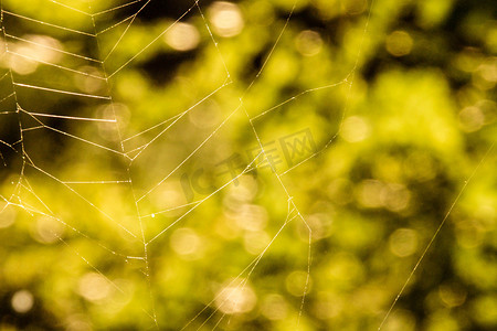波点圆点摄影照片_黄色蜘蛛网散景