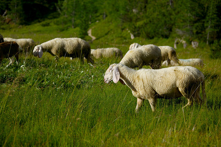 草丛中的羊