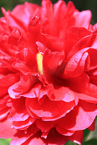 红色的牡丹花