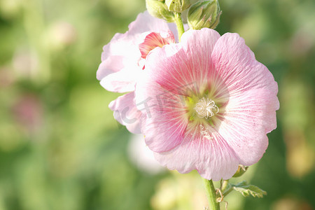 粉红色的蜀葵（Althaea Rosea）在夏日绽放