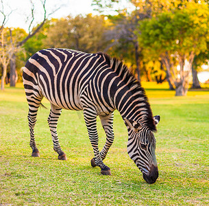 平原斑马 (Equus quagga) 放牧