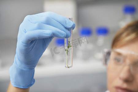 观察植物摄影照片_一位模糊的女科学家在实验室试管中观察植物的特写