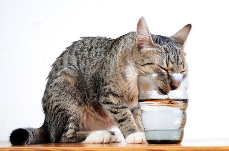 灰色水摄影照片_可爱的猫从玻璃杯里喝水