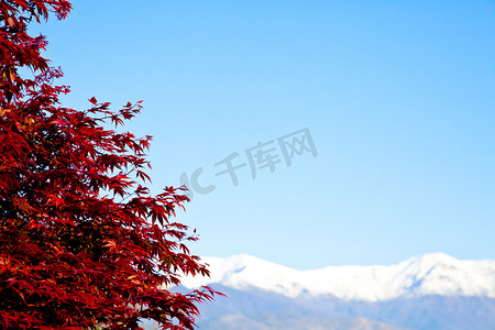 红树有阿尔卑斯山背景