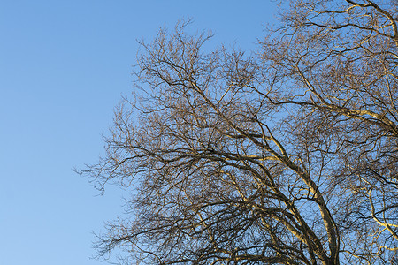 冬天树顶的树没有叶子和清澈的蓝天