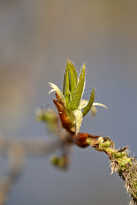 萨斯喀彻温省春天发芽的白杨树