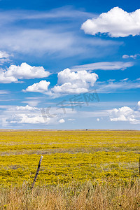 强烈对比摄影照片_明亮的黄色亚利桑那州农田延伸至地平线，强烈