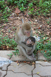 猴妈妈拥抱一个小孩