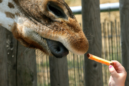 长颈鹿的舌头