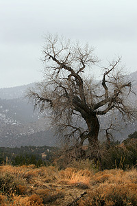 水墨杨树摄影照片_雾中的老树