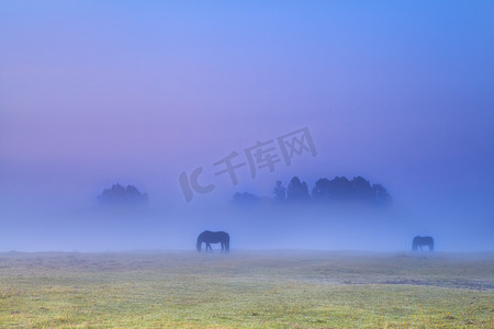 浓雾中吃草的马匹剪影