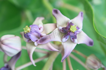 五颜六色的白色和紫色的花