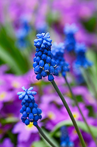 小花朵蓝色摄影照片_花园里的蓝色春天的花朵