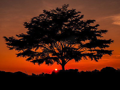 一棵大树是橙色天空的剪影
