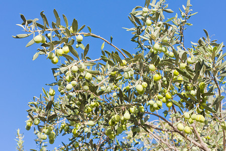青奥摄影照片_树上成熟的青橄榄