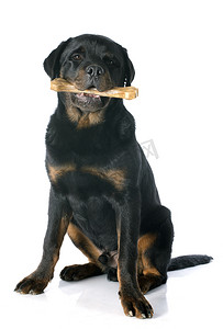 狗狗吃东西摄影照片_年轻的罗威纳犬和骨头