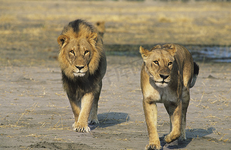 天猫抢购主图摄影照片_一对狮子行走在大草原上