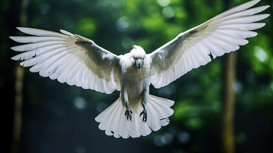 一只白色小鸟在森林中展翅飞翔
