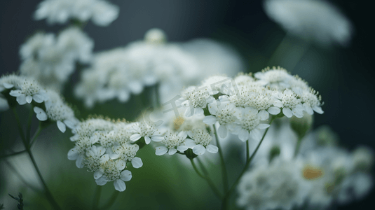 白色小花特写