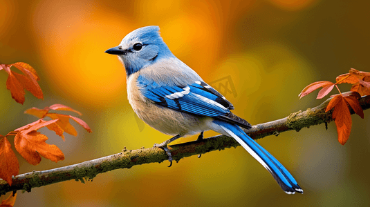 商务蓝白色背景摄影照片_蓝白相间的小鸟在枫树上