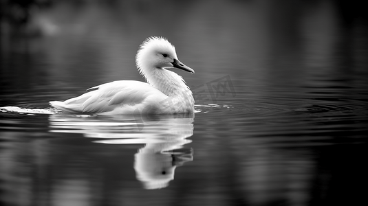 一只黑白相间的鸟在水中游泳