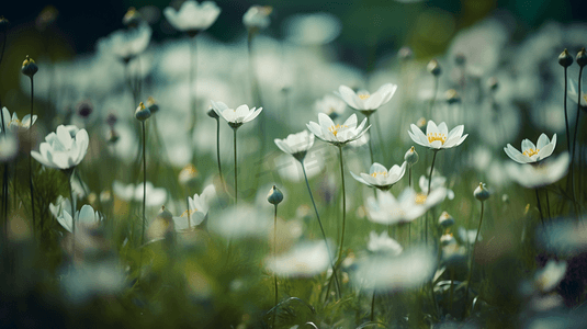 白花花的雪摄影照片_白色雏菊花丛野花1