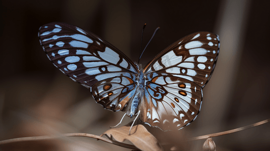 枯枝摄影照片_枯叶上的蓝白色蝴蝶1