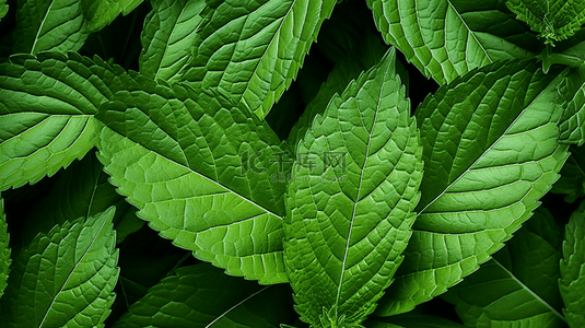 生长的绿植背景图片_在黑色背景上的农作物叶片