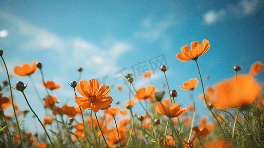 橘色花朵摄影照片_蓝天白云下的橙色雏菊花丛4
