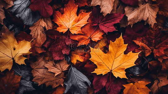 秋天季节背景图片_顶视秋叶构图，留白空间。