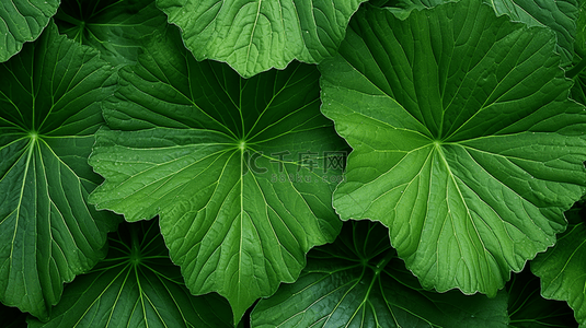 生长的绿植背景图片_在黑色背景上的农作物叶片