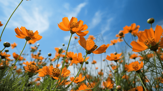 橘色花朵摄影照片_蓝天白云下的橙色雏菊花丛3