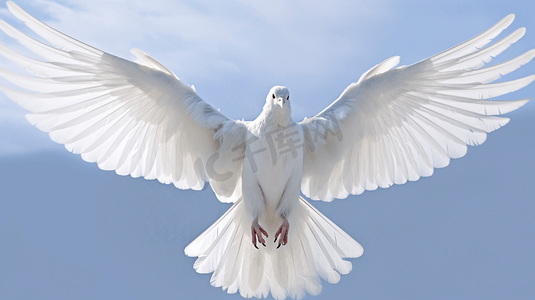白色的鸟展翅飞翔