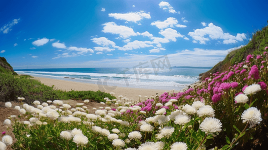 夏日阳光海滩花朵插画