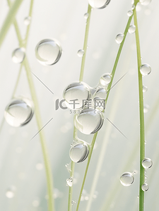 大自然植物背景图片_唯美植物上的液体水珠背景12