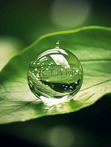 大自然叶子背景图片_叶子上的液体水珠背景1