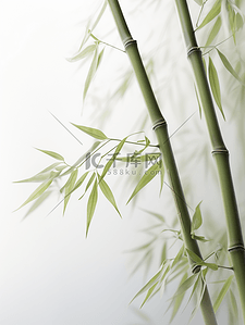 唯美小清新绿色竹子背景5