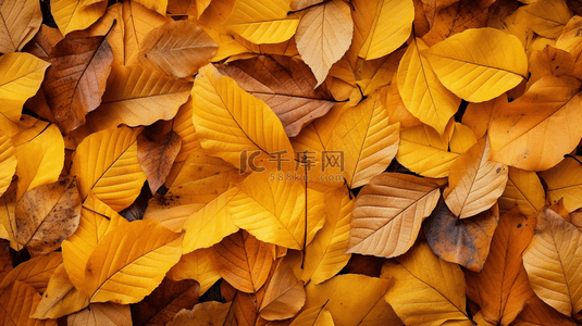 秋天黄色树叶背景图片_唯美秋季黄色树叶背景2