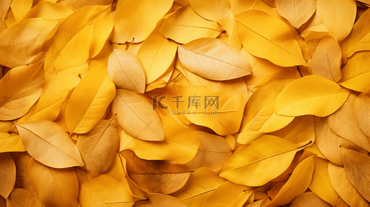 秋季黄色落叶背景背景图片_唯美秋季黄色树叶背景22