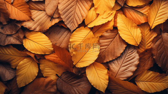 秋天黄色树叶背景图片_唯美秋季黄色树叶背景9