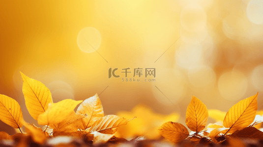 唯美秋季黄色树叶背景16